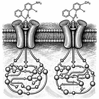 Meth Has a Secret Second Target, and It Changes Everything About Treatment