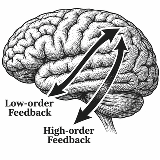 We still don't know how your brain recognizes an object when the visual signal is lousy. But this paper gets us closer. Let me show you something: your visual system is not a straight assembly line. It is a workshop where the apprentice sends up a ro