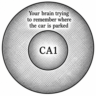 Imagine a circle. Now put a smaller circle inside it. Label the big circle "your brain trying to remember where the car is parked" and the little circle "CA1," a strip of hippocampus that acts like the bouncer and mildly judgmental floor manager of s