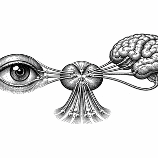 Amblyopia’s Reboot Sequence