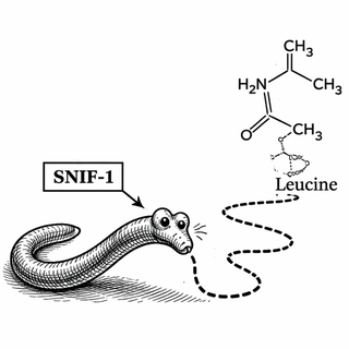 “If the worm could file a field report,” the lead author might say, “it would read: located leucine, advanced immediately.”