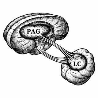 Tiny pain alarms go up the spinal cord. Tiny brain commanders decide whether to turn the volume down or crank the room into DEFCON 1. That is the kid-version. The adult version is that a midbrain region called the periaqueductal gray, or PAG, sends o