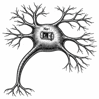 A six-month-old infant, previously healthy and hitting every milestone, is suddenly seized by convulsions during a warm bath. The episode lasts seventeen minutes. The ER finds nothing. The EEG is normal. The MRI is clean. The parents are told not to 