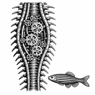 Your Spinal Cord Has a Gearbox (And It's More Sophisticated Than Your Car's)