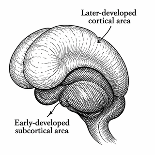 Forget everything you know about brain wiring - or at least the tidy little idea that the adult brain is just a neutral map of cables laid down with perfect fairness. It is not fair. It is family politics. According to a new Nature Communications pap