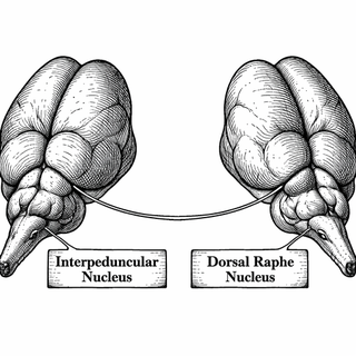 Chronic pain and depression love to travel as a matched set. Not always, not for everyone, and not because your brain is 