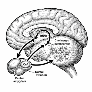 Your Brain Has a Stress-to-Booze Hotline, and Scientists Just Found the Off Switch
