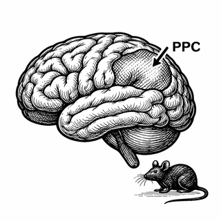 Visual cortex is decoding these letters. Auditory regions may be ghost-reading them in your head. Frontal areas are deciding whether to stay with this paragraph or go check your phone. Meanwhile deeper arousal systems are fiddling with the gain knob.