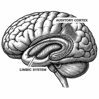 When Chewing Sounds Make You Rage and Phantom Ringing Won't Quit: Your Brain Might Be Running the Same Glitch