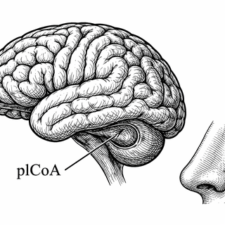 Your Brain Has a Smell Sorting Hat, and Scientists Just Found It
