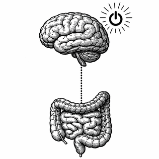 Your Gut Has Been Running a Secret Anti-Nausea Hotline to Your Brain