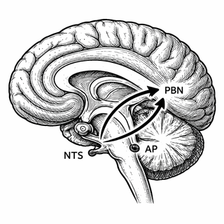 I'll be honest - writing about obesity research is a minefield. Half the internet is selling you miracle cures, and the other half is dunking on miracle cures. So when a study comes along that genuinely changes what we know about how a hormone burns 
