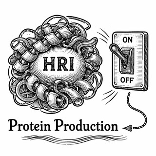 The Protein That Saves Your Cells by Shutting Down Their Factories